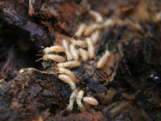 Dampwood termites on decomposing wood