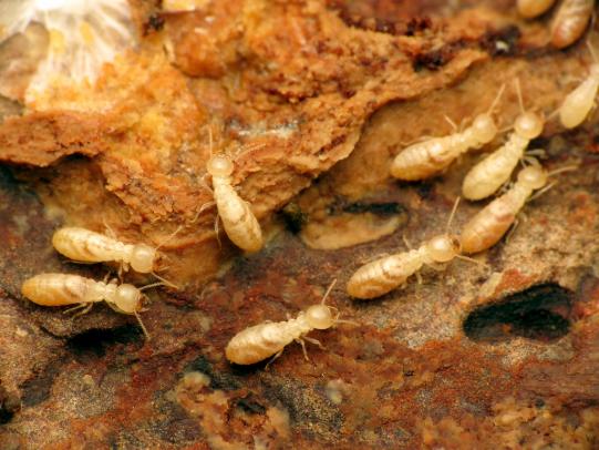 Subterranean termites on decomposing wood