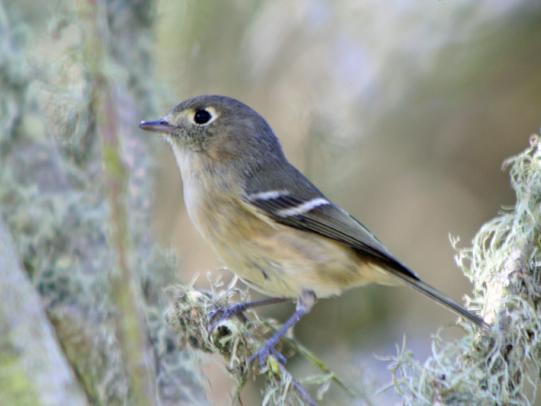Huttons vireo