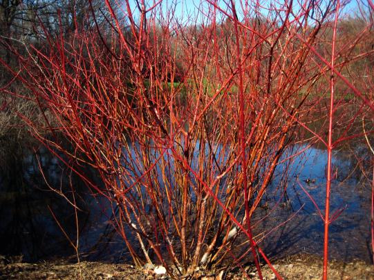 Red osier dogwood near pond