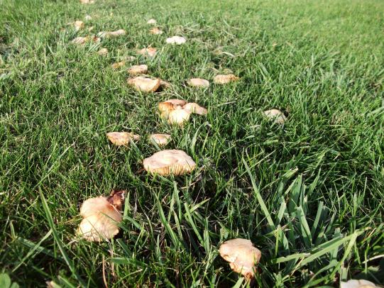 Mushrooms in lawn