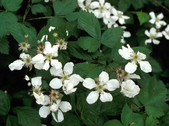 Himalayan blackberry flower and leaves