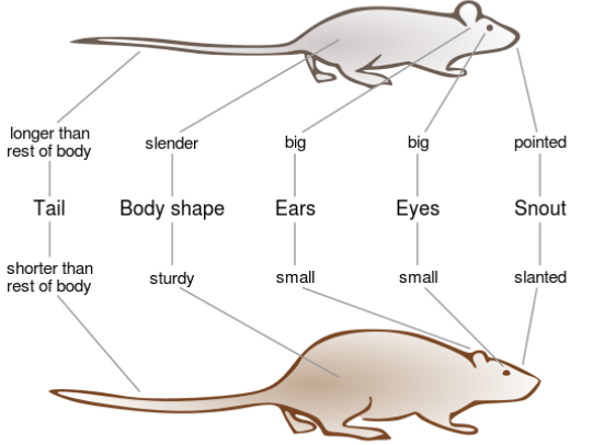 Diagram comparing roof rat and Norway rat features