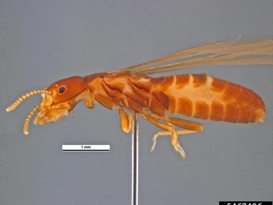 Closeup of winged subterranean termite