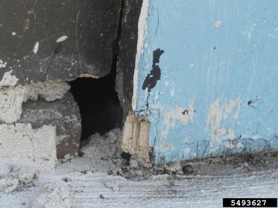 Hole in building allowing rats access