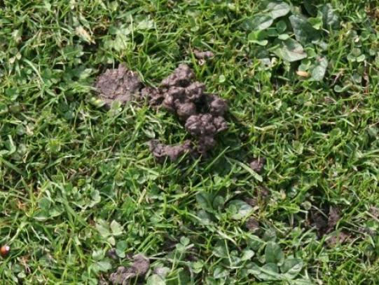 Earthworm castings on lawns