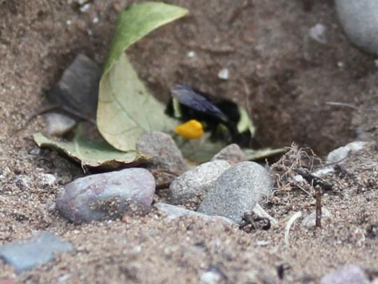 Bumble bee entering hole in ground