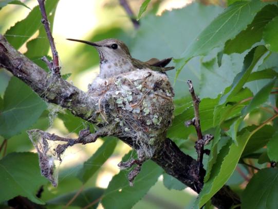 Hummingbird in nest