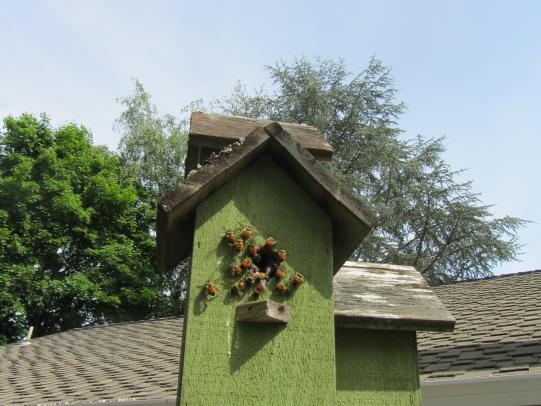 Bumble bees nesting in bird house