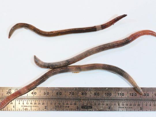 Jumping worms compared to ruler