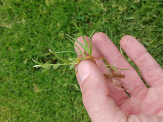Hand holding individual annual bluegrass plant