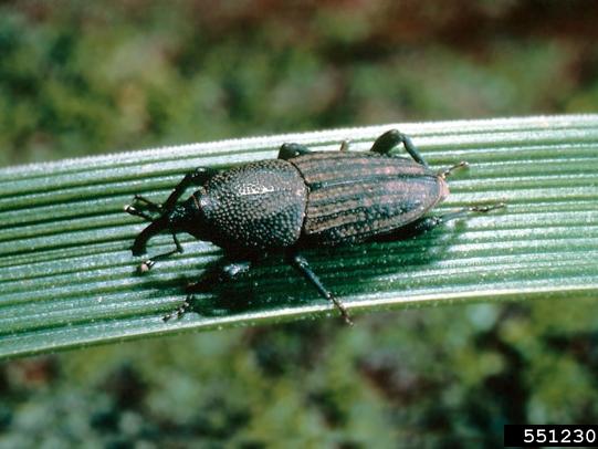 Adult billbug on grass blade
