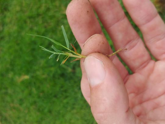 Hand holding individual creeping bentgrass plant