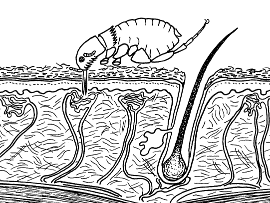 Illustration of adult flea biting skin