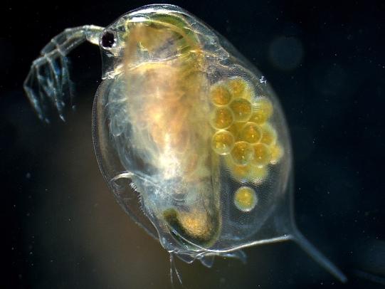Tiny aquatic organism