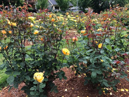 Disease resistant roses are public rose garden