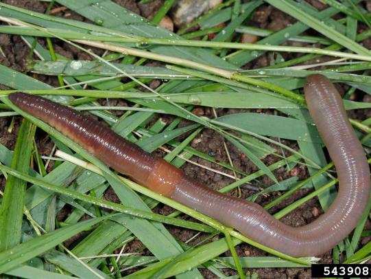 Earthworm in grass