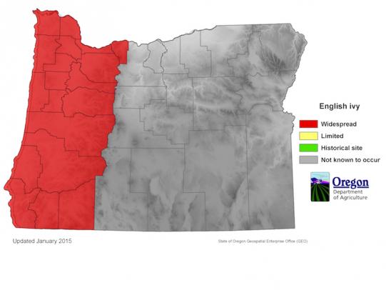 Map of Oregon showing English ivy distribution