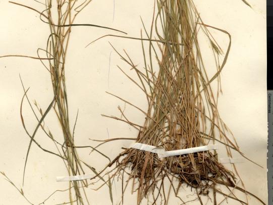 False brome specimen showing root system
