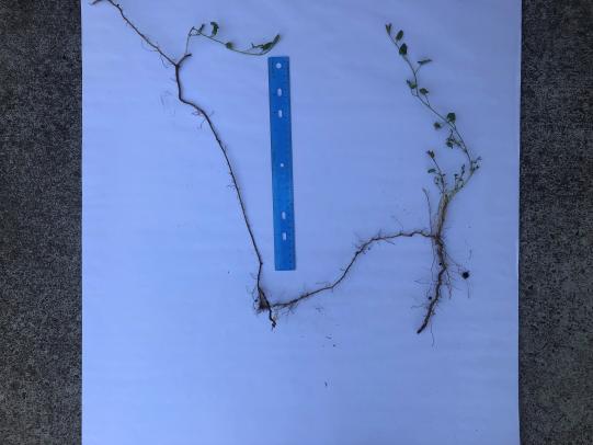 Bindweed stems and roots compared to 1 foot ruler