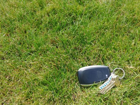 Fine fescue stand with car key for comparison