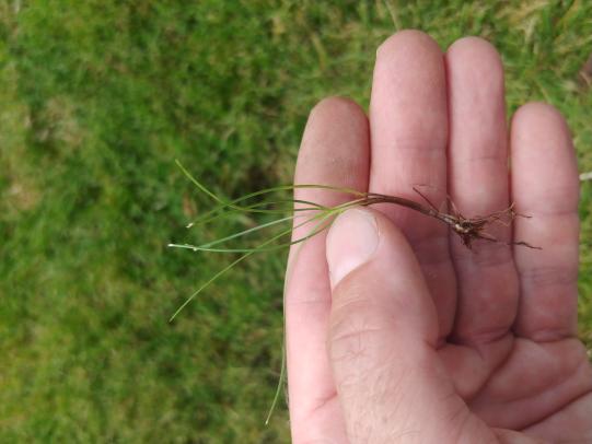 Hand holding individual fine fescue plant