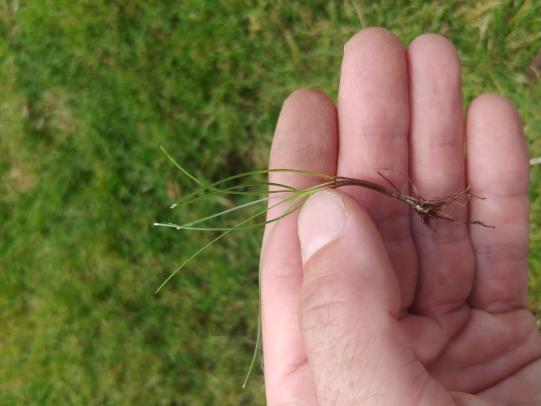 Hand holding individual tall fescue plant