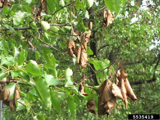 Dead, scorched-looking leaves hanging onto tree