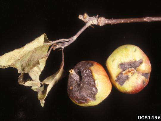 Infected apples with brown and black splotches