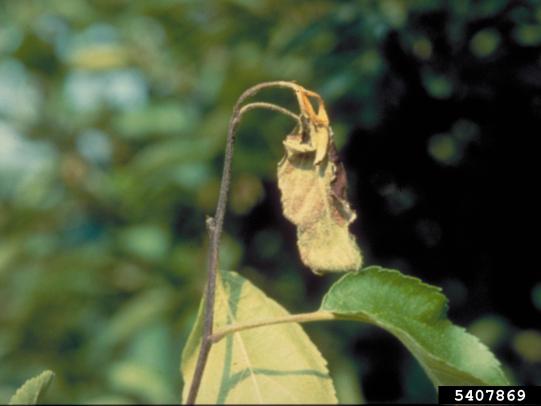 Wilted shoot tip forming the shape of a shepherd’s crook