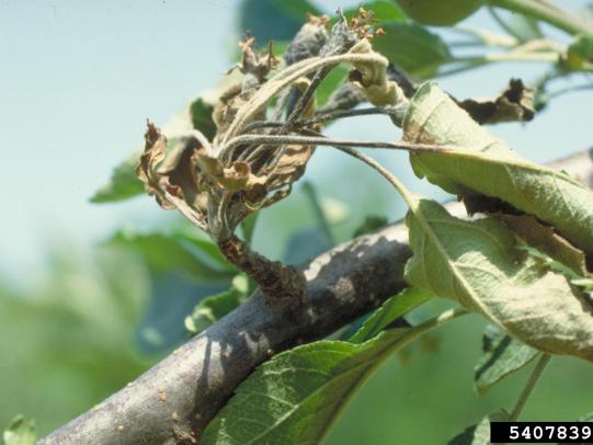 Young shoots wilted due to fire blight. 