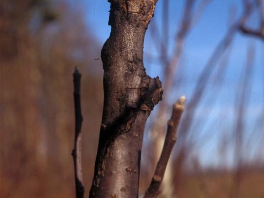 Rough dark-colored canker area on branch