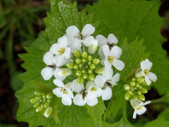 Garlic mustard flowers and leaves