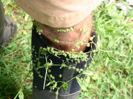 Weed seeds stuck to a boot
