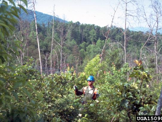 Worker spraying herbicide on tall foliage