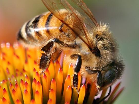 Honey bee