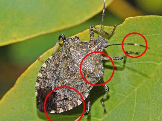 Adult brown marmorated stink bug