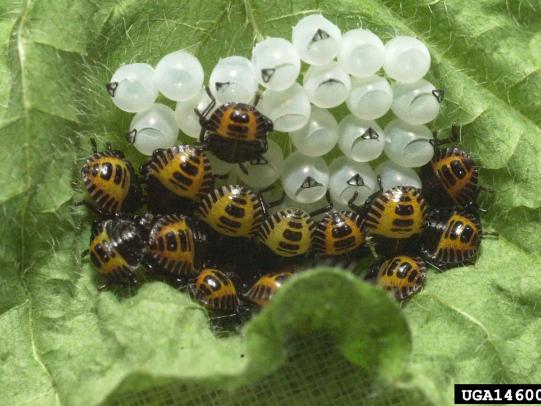 Newly-hatched nymphs