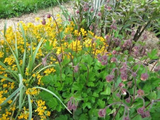 Dense planting suppresses weed growth