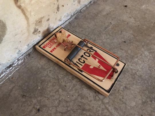 Baited mouse trap against wall