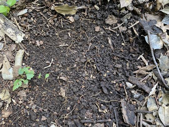 Barren, granular soil