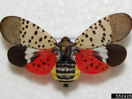 Adulto de la mosca linterna moteada con las alas extendidas, mostrando colores negro, blanco, rojo y amarillo.