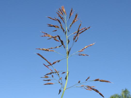 Johnsongrass flower against blue sky