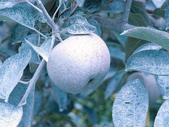 Apple coated with kaolin clay