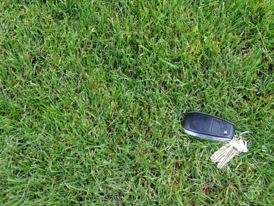 Perrenial ryegrass stand with car keys for comparison
