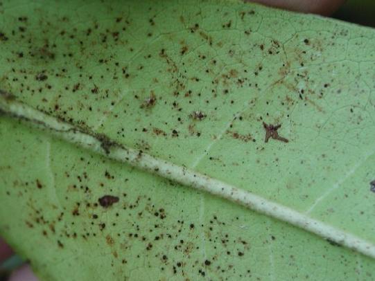 Azalea leaf with lace bugs and fecal material
