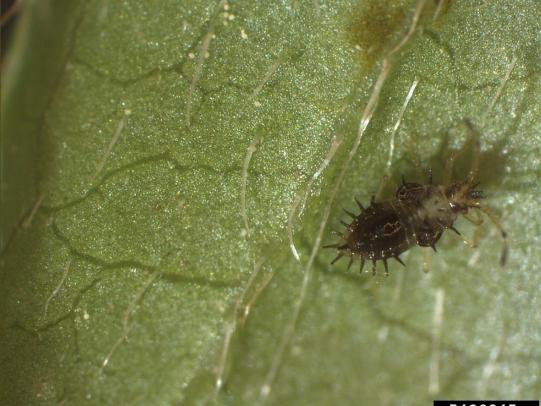 Close-up of nymph