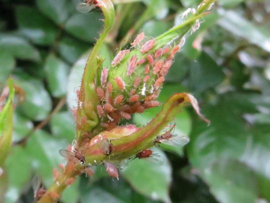 Aphids on rose bud