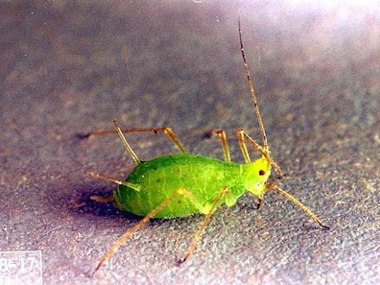 Green rose aphid