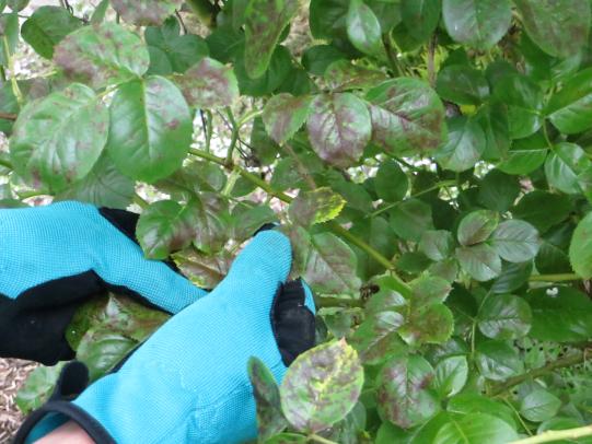 Gloved hand pulling infected leaves from rose bush